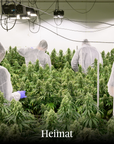 Heimat CBD Joint Indoor „Ernst“