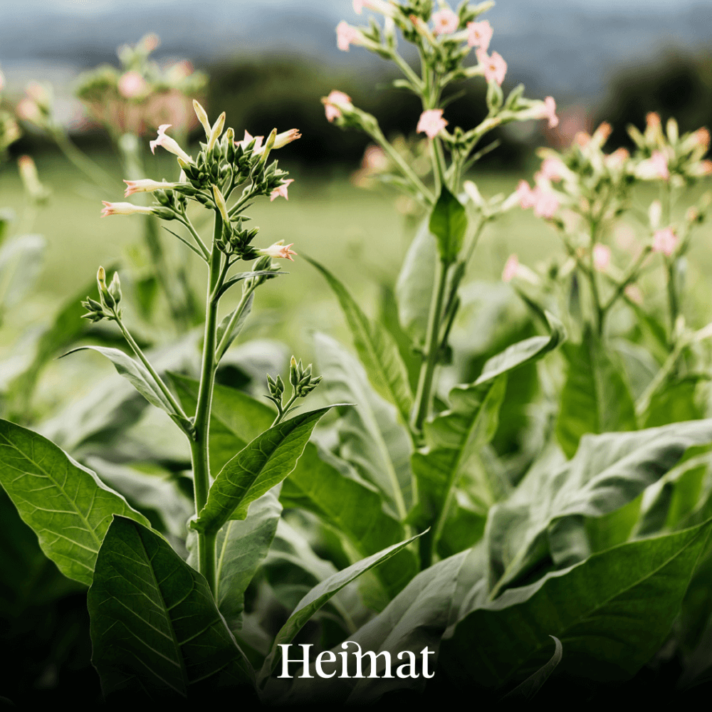 Heimat MYO Hell 250g