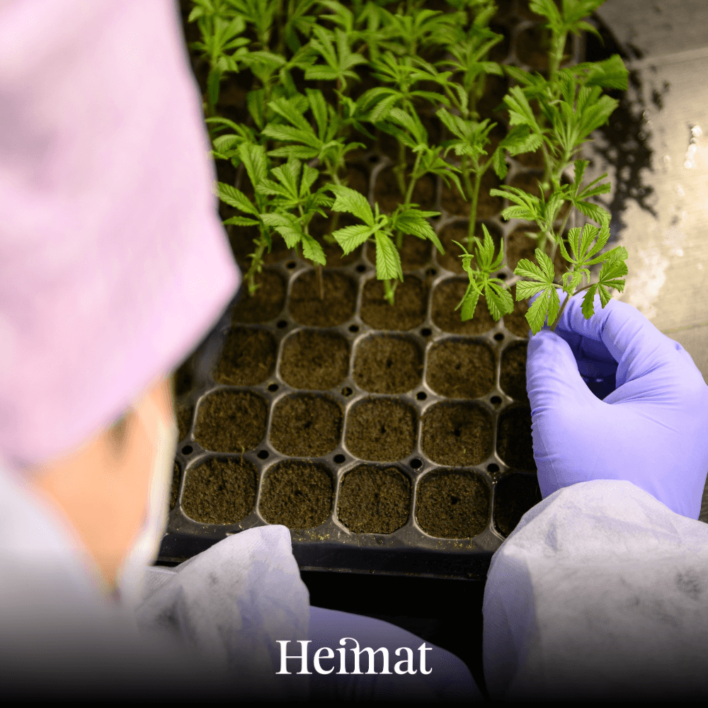 Fresh Cannabis Ice Tea