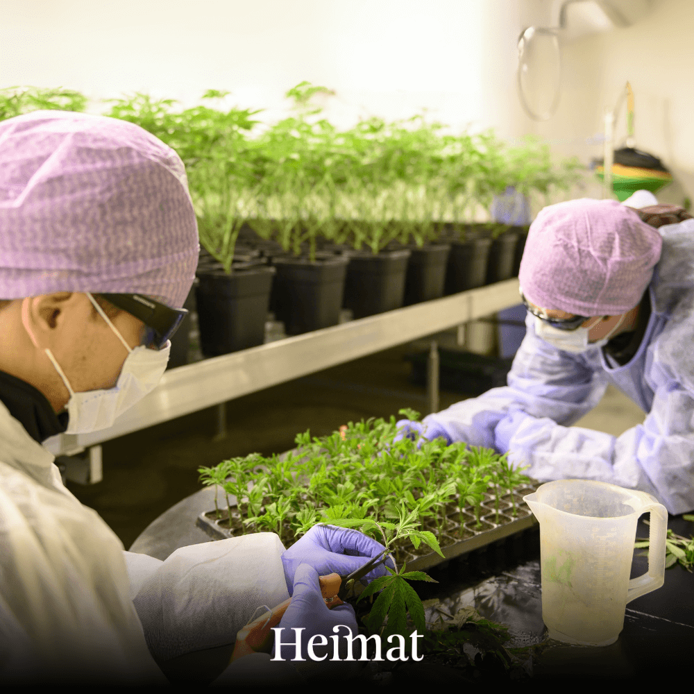 Fresh Cannabis Ice Tea