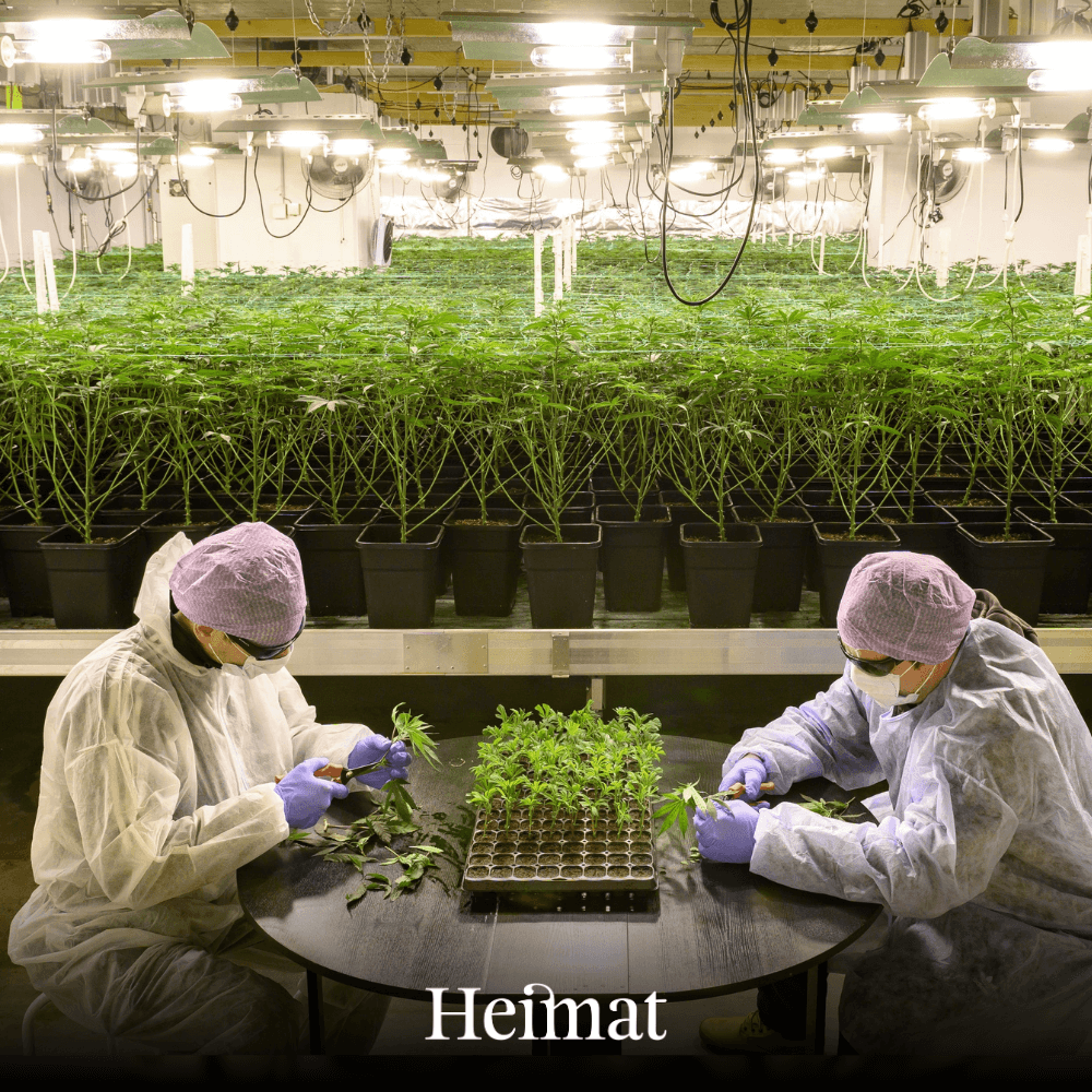 Fresh Cannabis Ice Tea