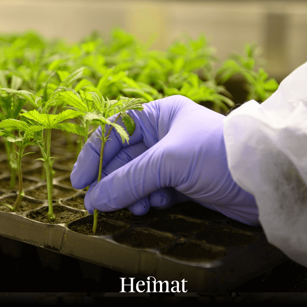 Fresh Cannabis Ice Tea