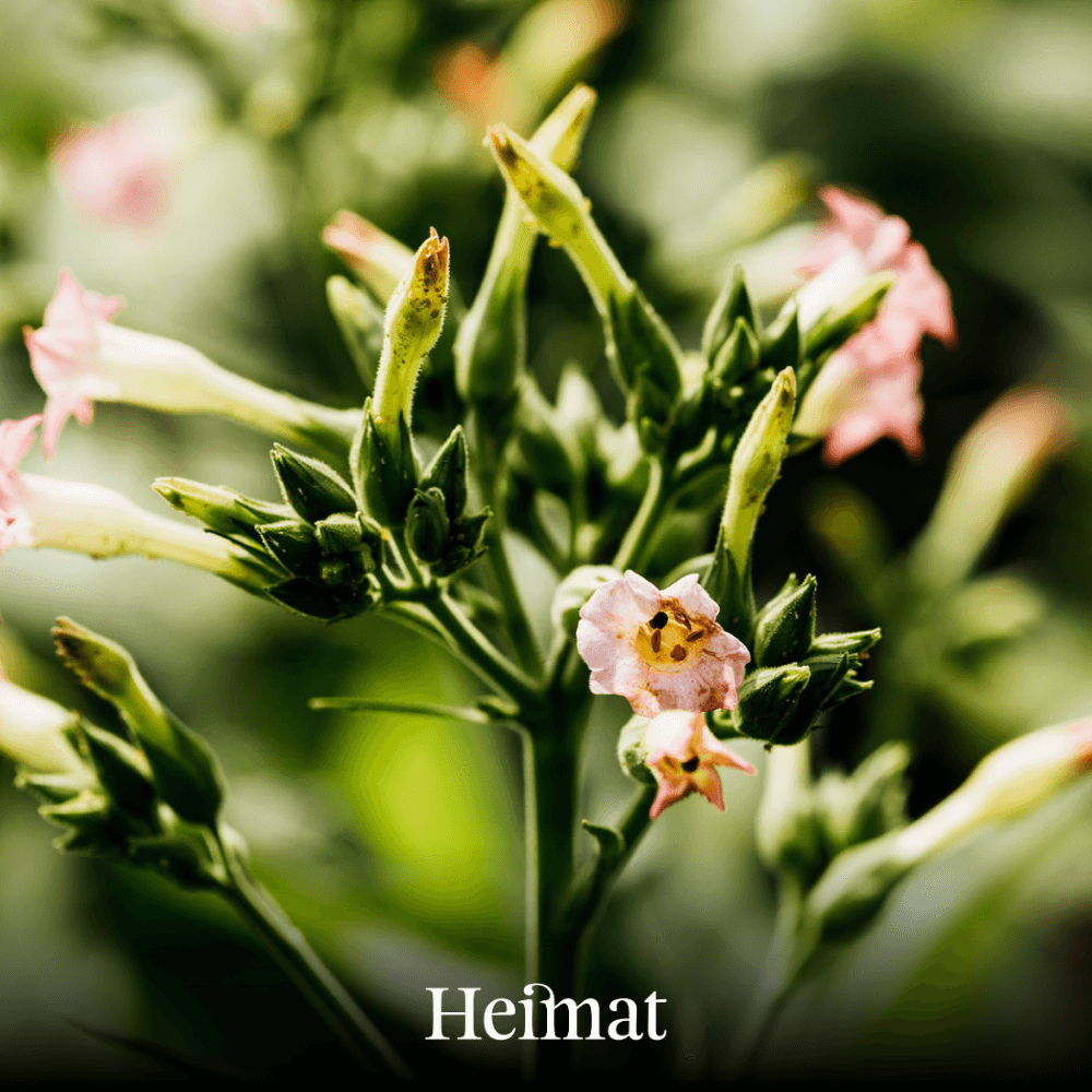 Heimat MYO Dark 250g