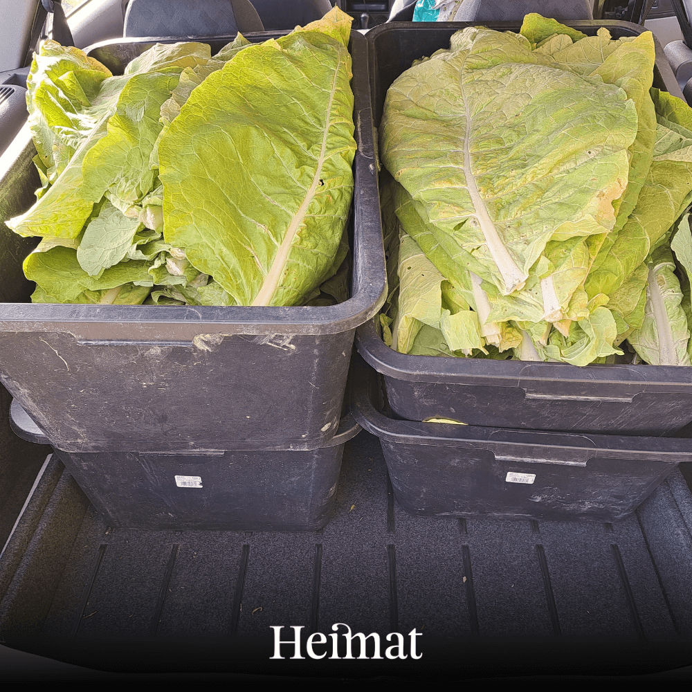 Pre-Rolls Tabak Hanf