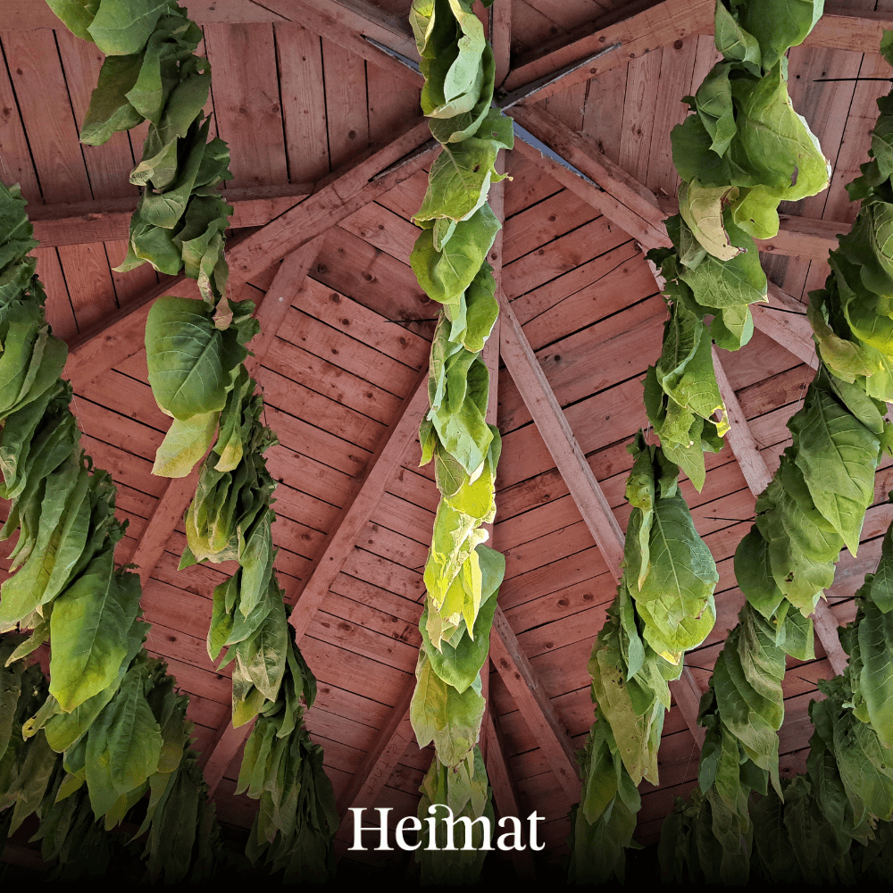 Pre-Rolls Tabak Hanf