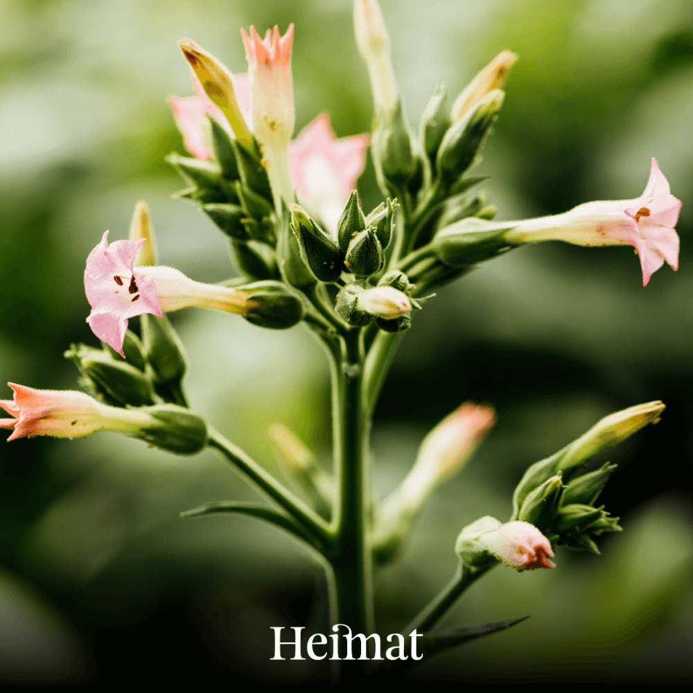 Heimat Tabakk natur