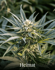 Hanfblüten Outdoor Aurum (4g)