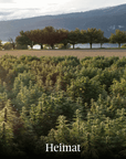 Hanfblüten Outdoor Aurum (4g)