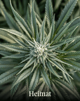 Hanfblüten Outdoor Aurum (4g)