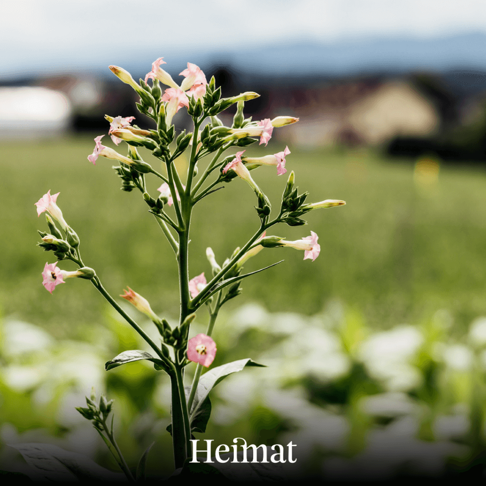 Heimat Zigaretten Dunkel