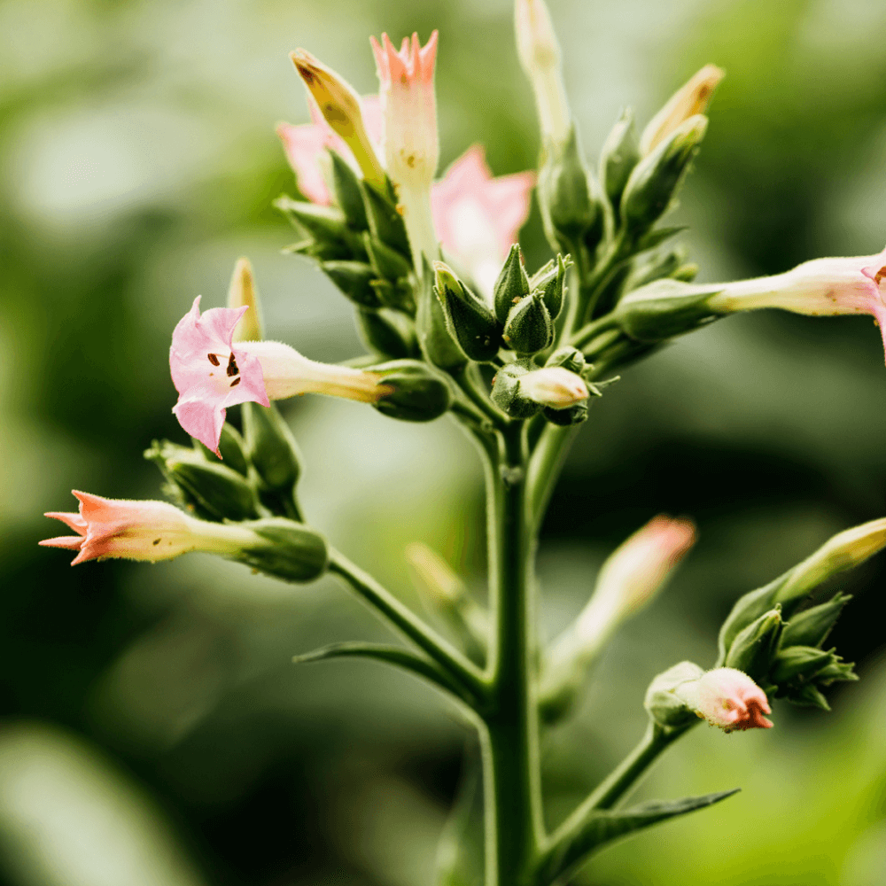 Nahaufnahme einer blühenden Tabakpflanze mit rosa Blüten.