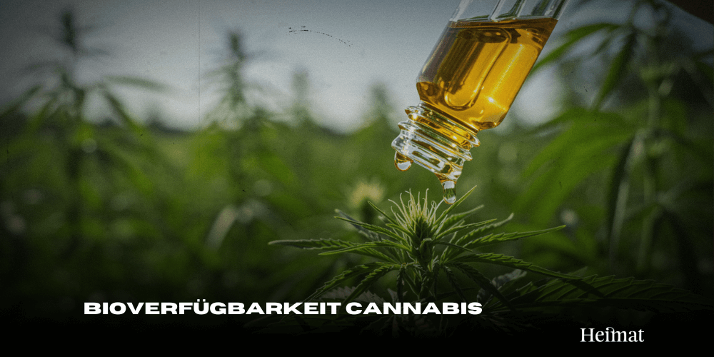 Die Bioverfügbarkeit von Vollspektrum-Cannabisprodukten