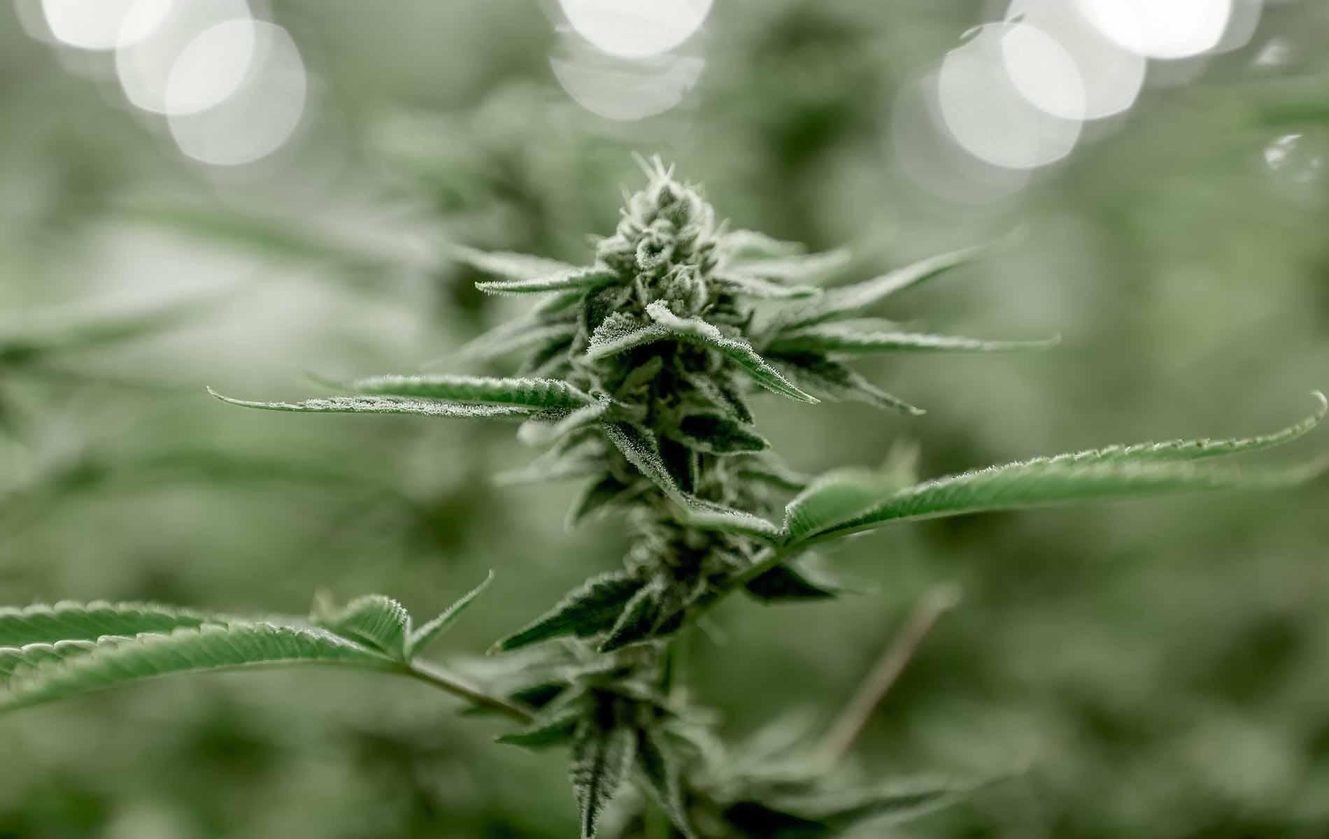 Hilft Cannabis gegen COVID-19?
