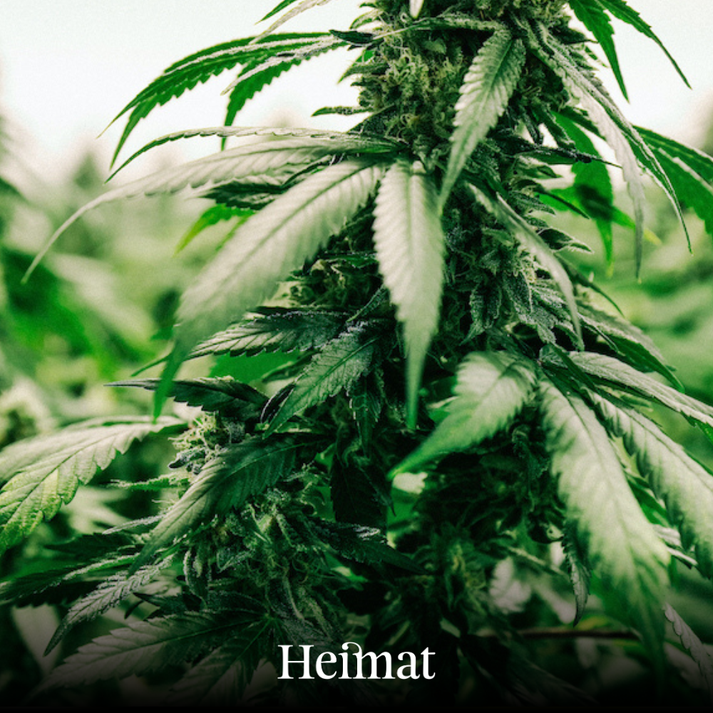 Heimat CBD Joint Indoor „Ernst“