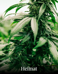 Heimat CBD Joint Indoor „Ernst“