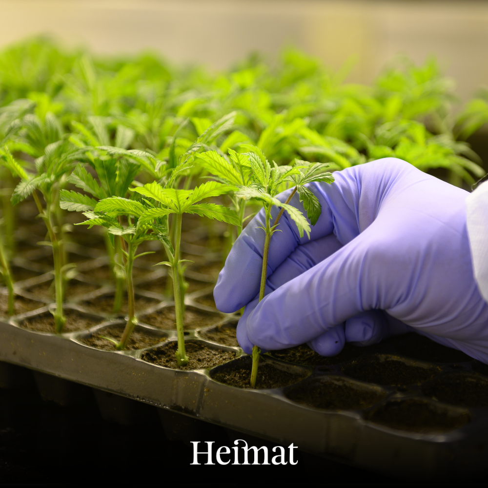 Heimat CBD Joint Indoor „Heidi“