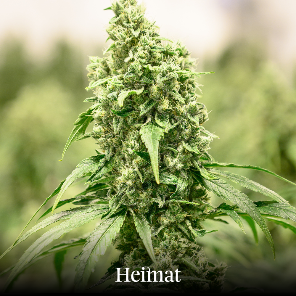 Heimat CBD Joint Indoor „Heidi“