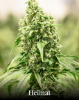 Heimat CBD Joint Indoor „Heidi“