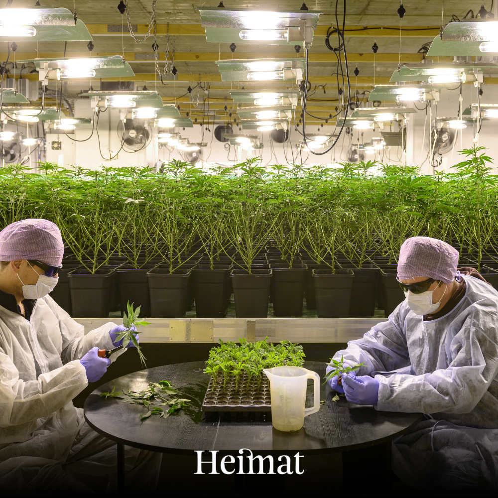Heimat CBD Joint Indoor „Heidi“