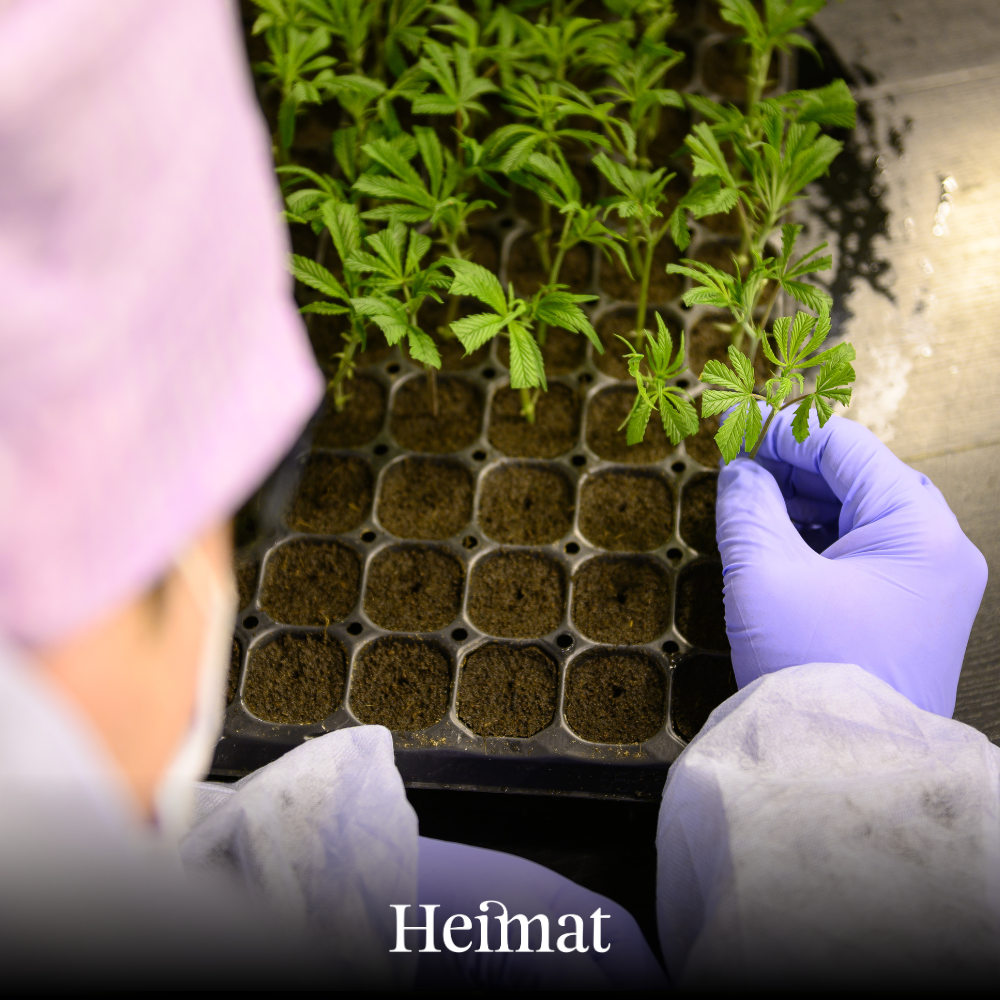 Heimat CBD Joint Indoor „Ernst“
