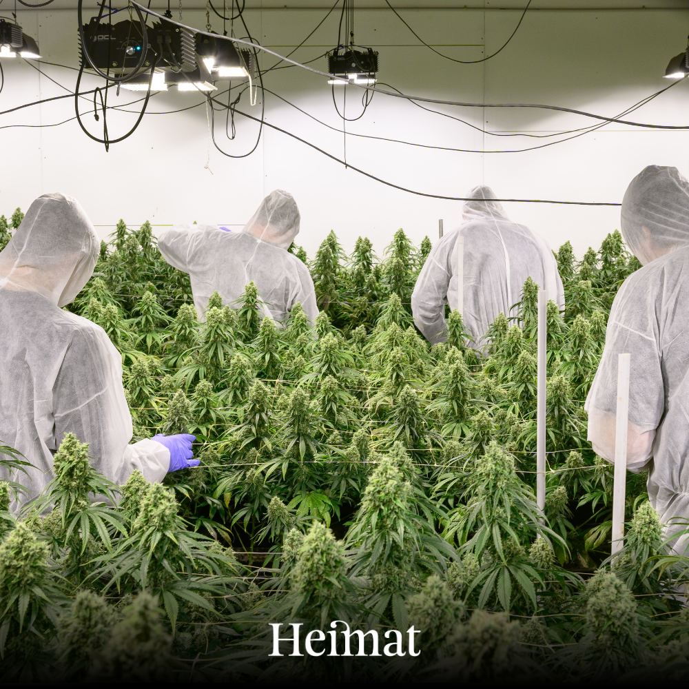 Heimat CBD Joint Indoor „Ernst“