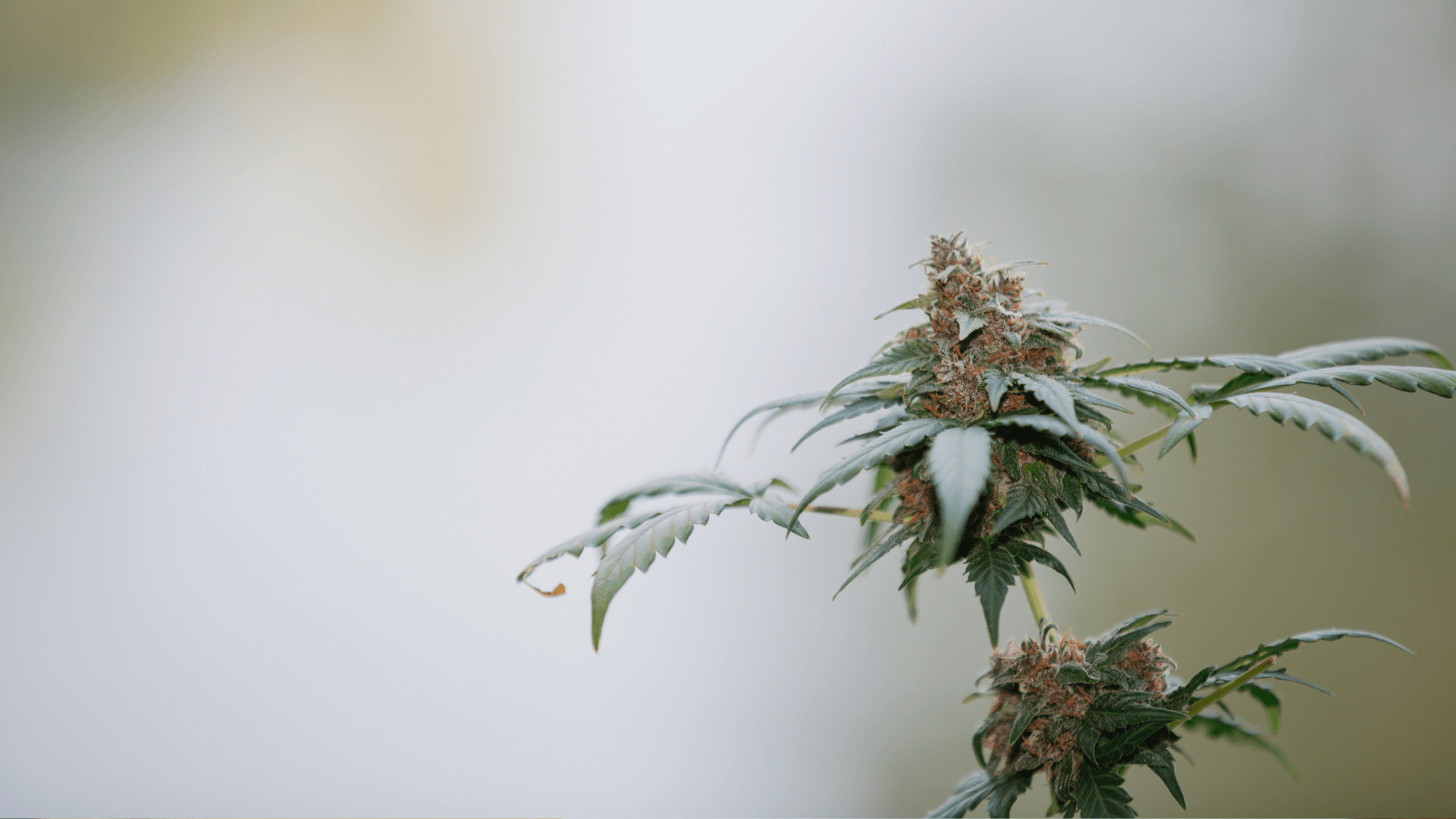 Eine blühende Cannabispflanze vor unscharfem Hintergrund, mit Fokus auf die harzigen Blüten und gezackten Blätter.