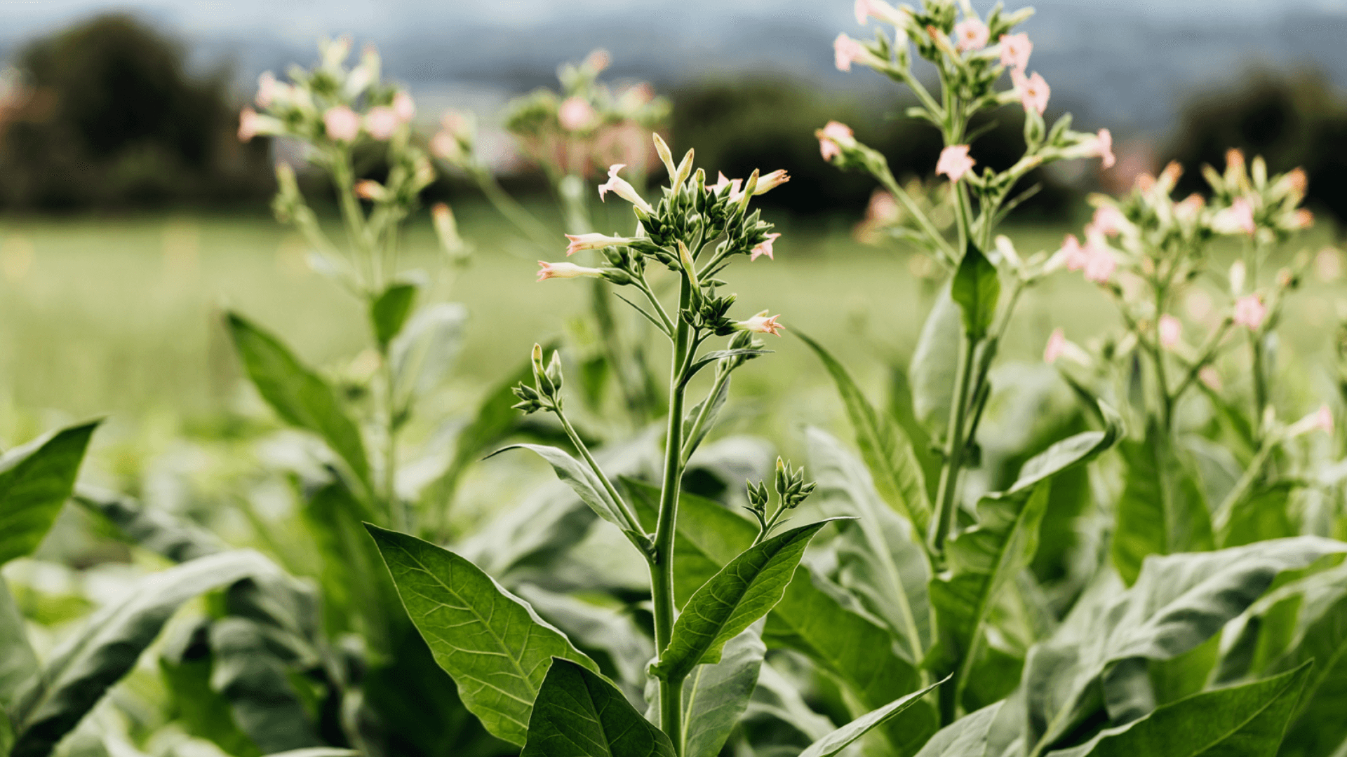 heimat_ueberuns_page-Heimat