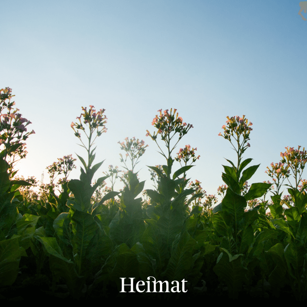 Heimat RYO Hell 30g
